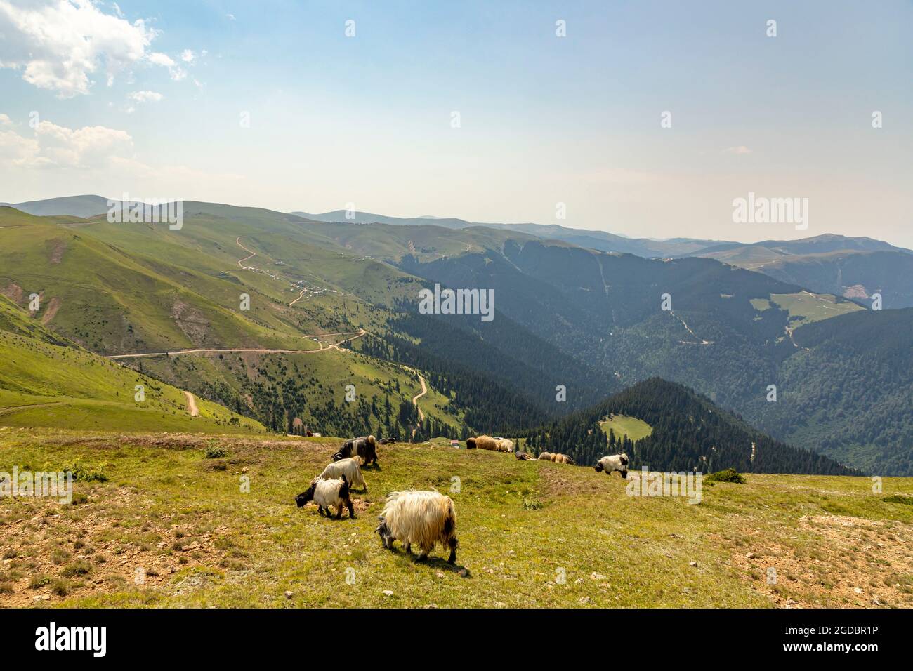 Animals graze in the wonderful highlands of the Black Sea with its green nature, Gumushane, Turkey Stock Photo