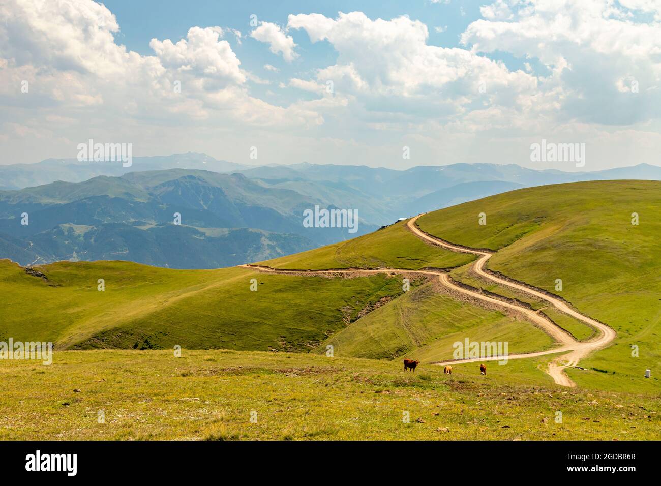 Animals graze in the wonderful highlands of the Black Sea with its green nature, Gumushane, Turkey Stock Photo