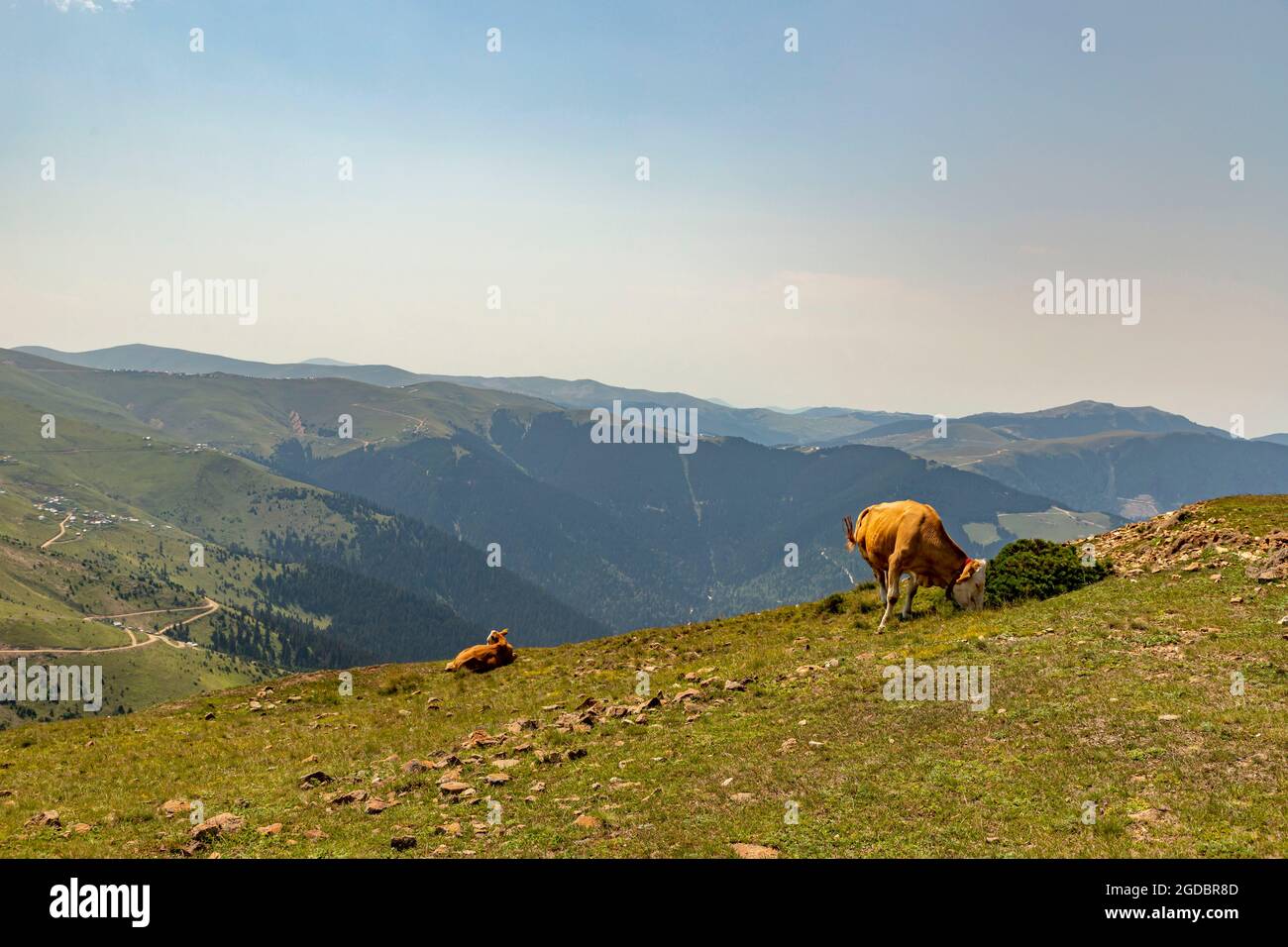 Animals graze in the wonderful highlands of the Black Sea with its green nature, Gumushane, Turkey Stock Photo