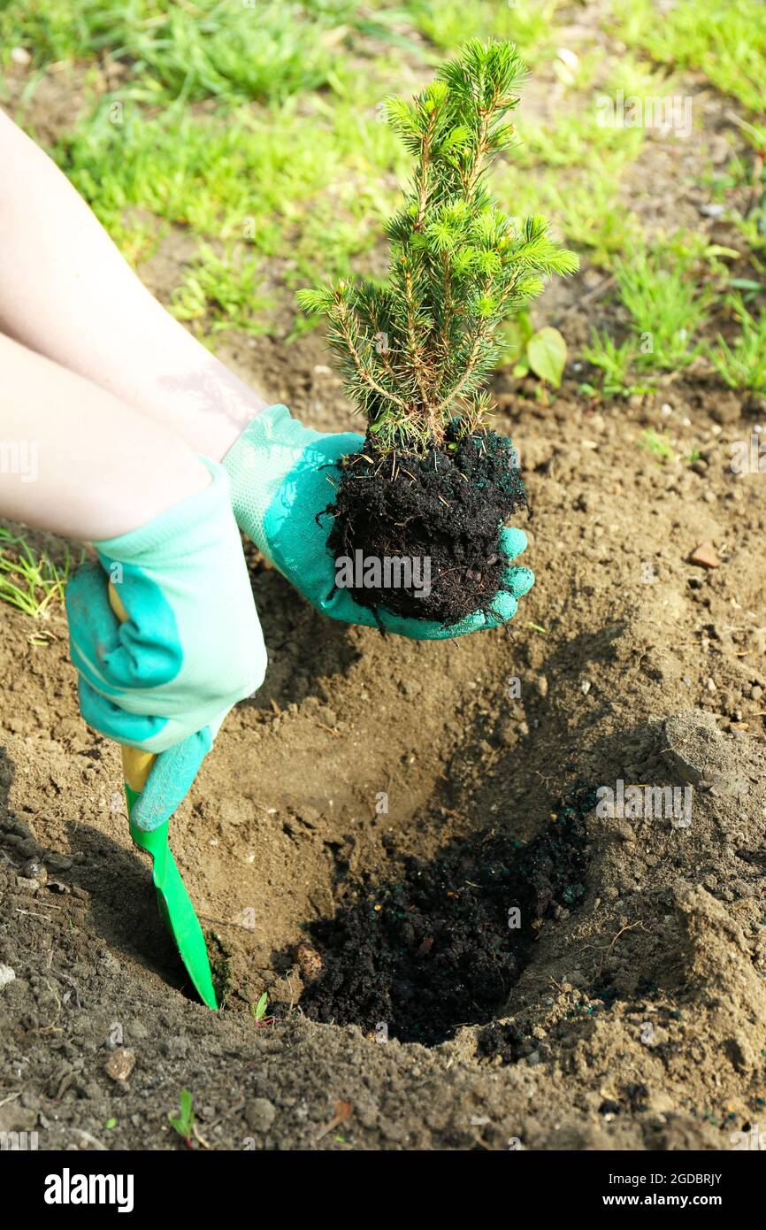 Gardener planting tree in spring Stock Photo Alamy