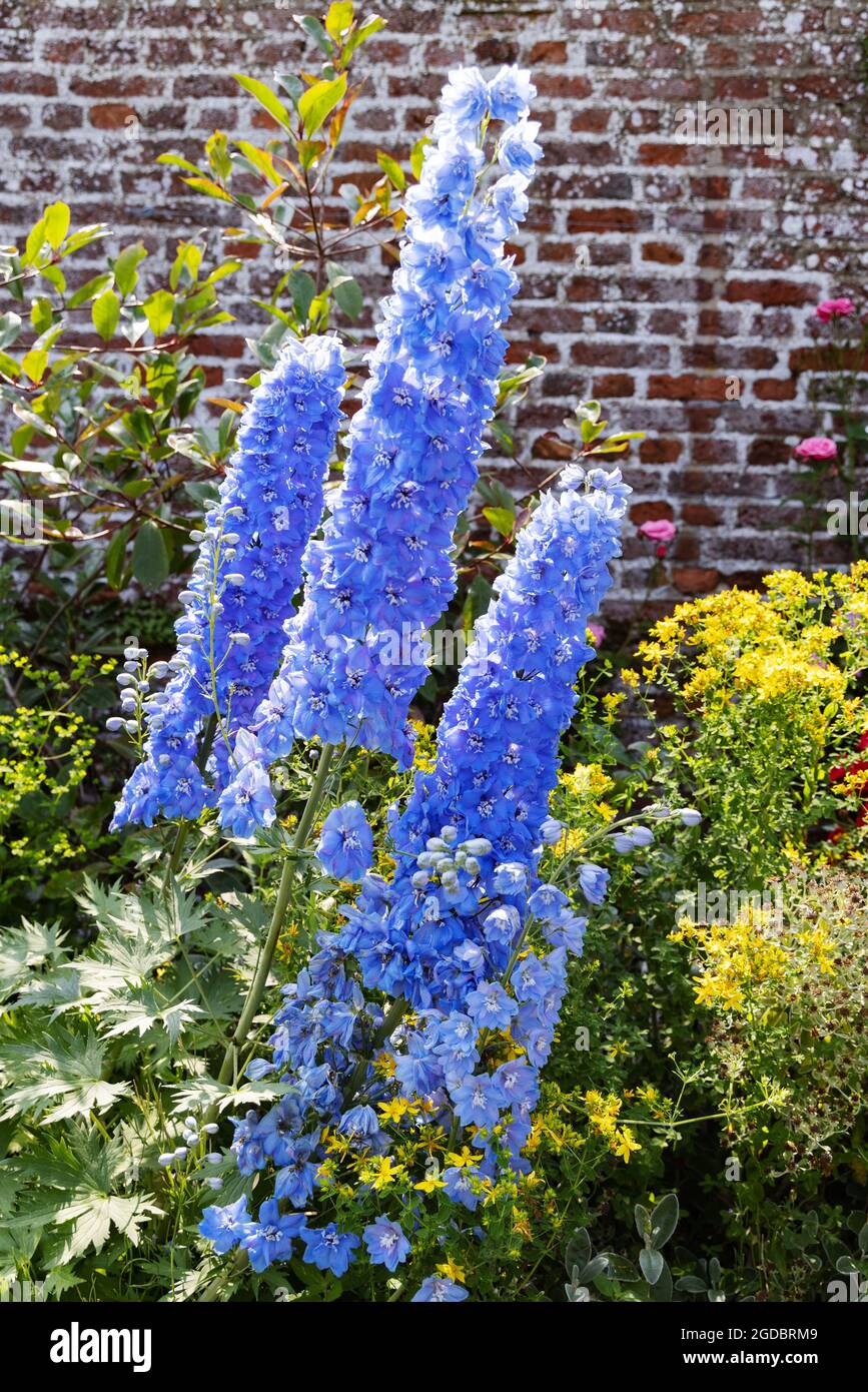 Blue Delphinium flowers , family Ranunculaceae, flowering in summer in a garden in Yorkshire UK Stock Photo