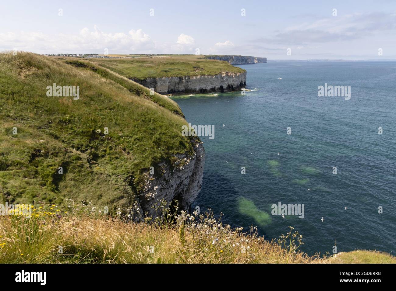 UK landscape - coastal landscape of sea cliffs at Flamborough Head, East Yorkshire UK Stock Photo