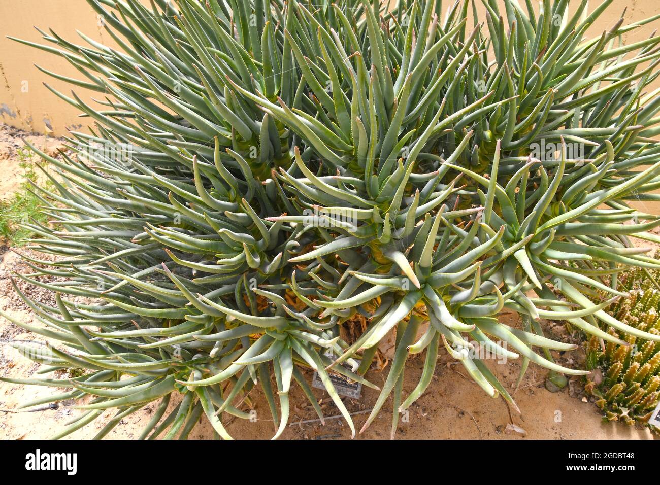 Aloe plant Aloe ramosissima  from Namibia Africa. Family Liliaceae Stock Photo