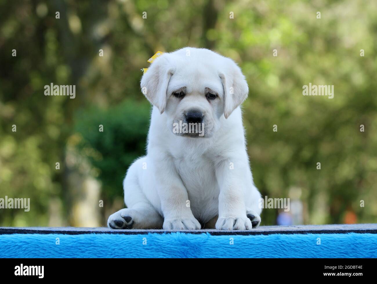 the yellow labrador puppy on the blue background Stock Photo - Alamy