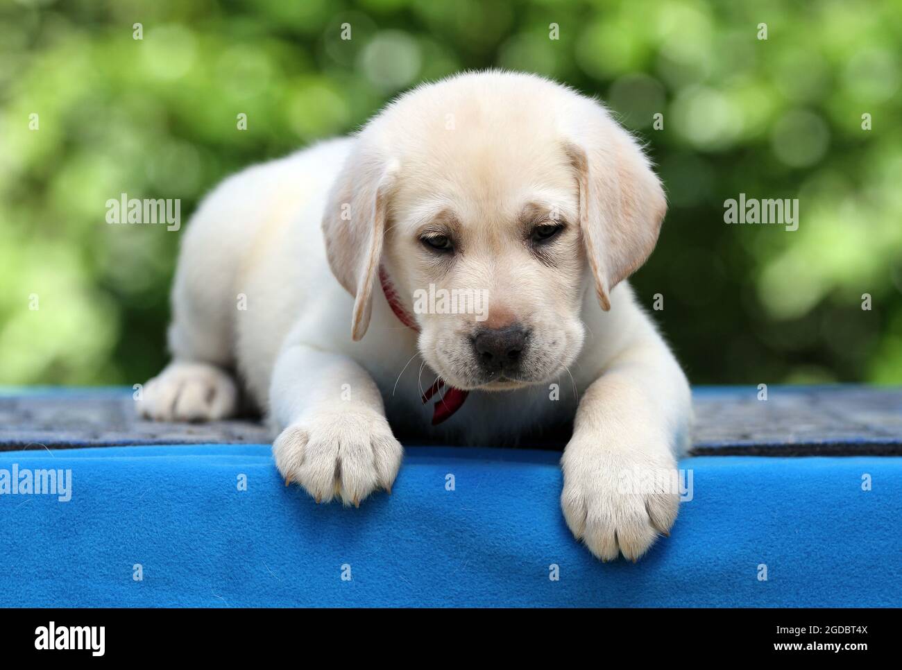 the nice yellow labrador puppy on the blue background Stock Photo - Alamy