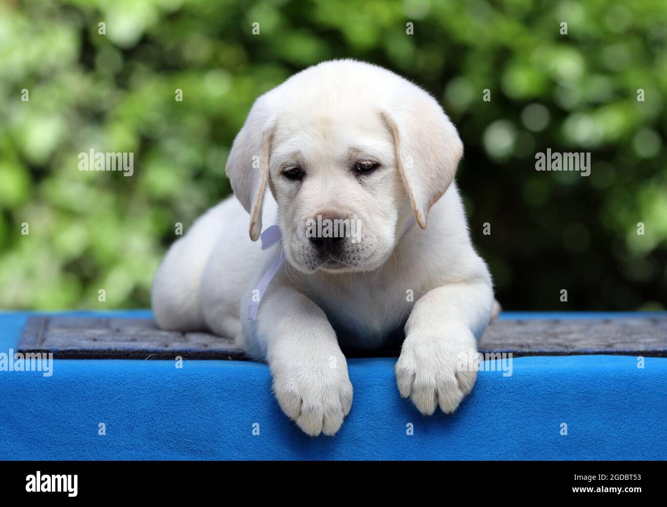 a nice yellow labrador puppy on the blue background Stock Photo - Alamy