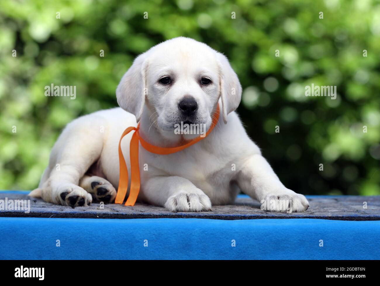 nice yellow labrador puppy on the blue background Stock Photo - Alamy