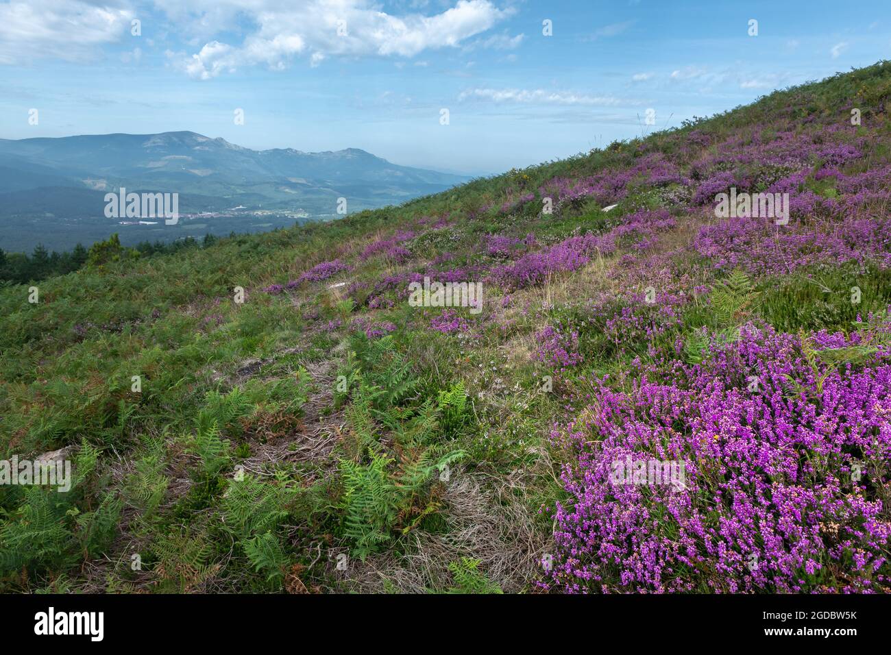 Heather field in bloom, Urkiola natural park in Basque Country, Spain Stock Photo