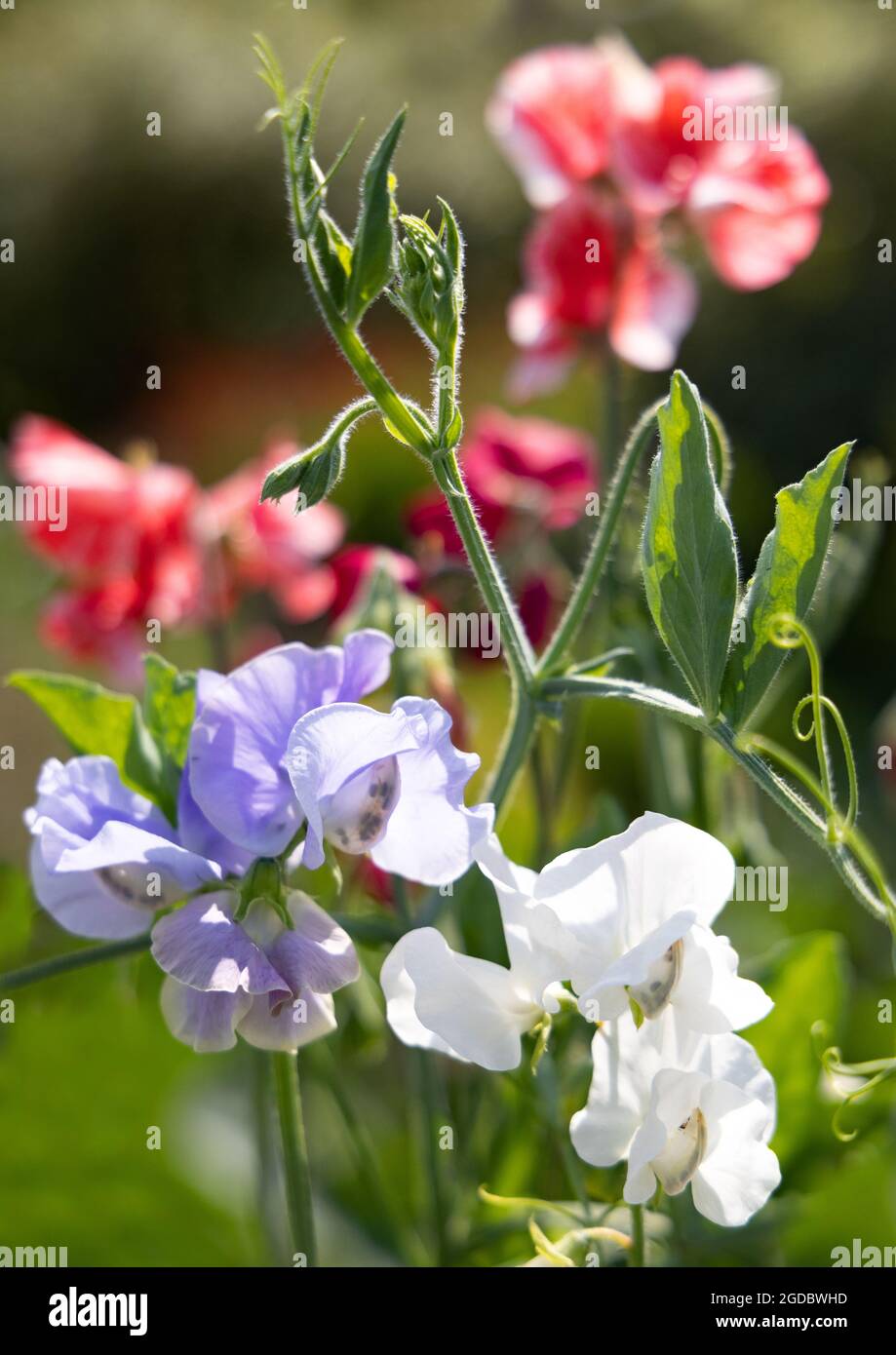 Sweet peas flowering, Lathyrus odoratus, garden flowers of different colours in close up, Uk Stock Photo
