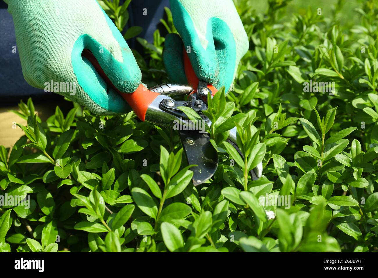 Pruning bushes in garden Stock Photo Alamy