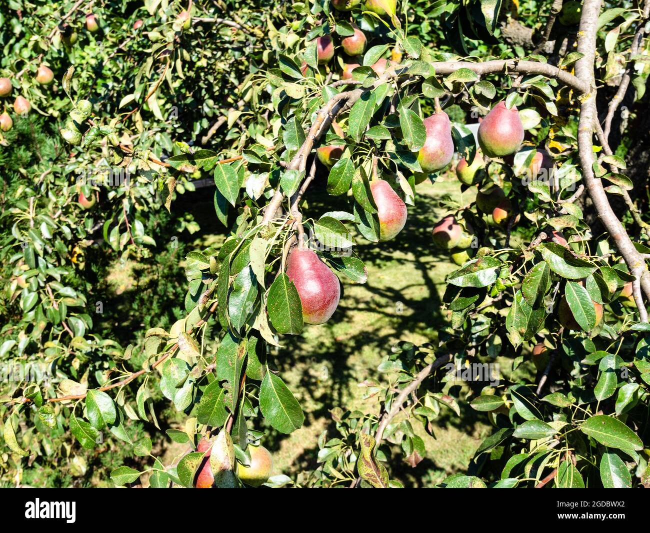 Photo inspiration: Fresh Look at Branch With Ripe Pear Fruits At Backyard On Sunny Summer