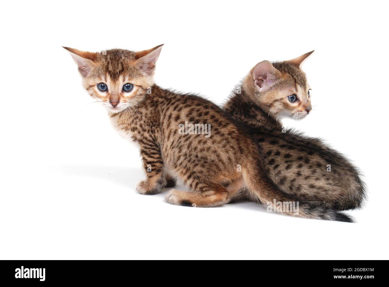 Two purebred tabby kittens sitting on a white isolated background Stock Photo