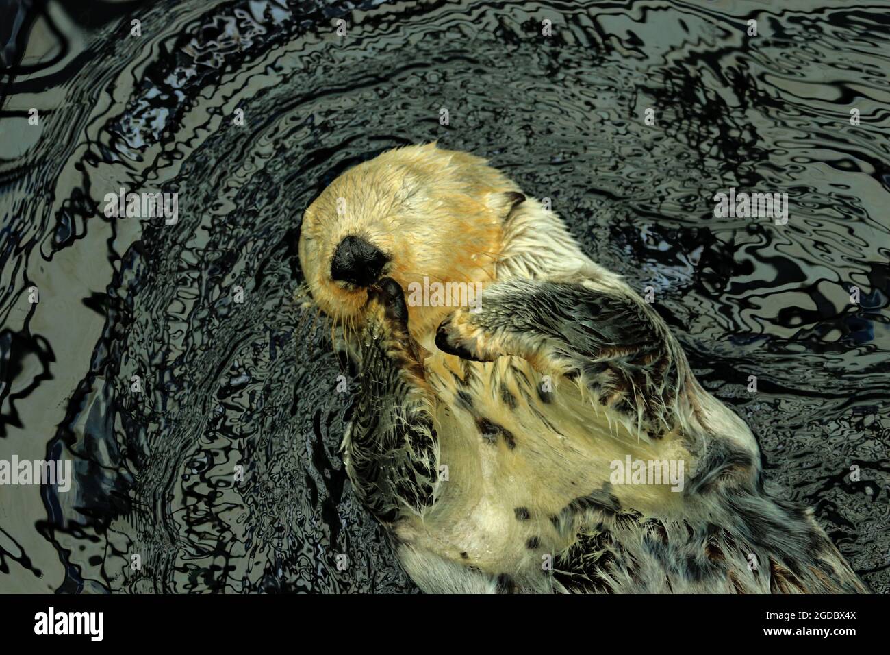 Sea otter posing in the water Stock Photo
