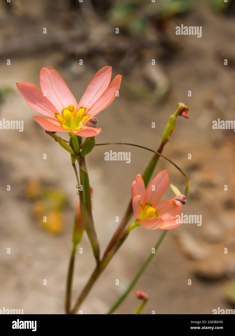 A delicate light Salmon colored Common Cape Tulip, Moraea Miniata, in spring photographed in the Cederberg Mountains, South Africa. Stock Photo