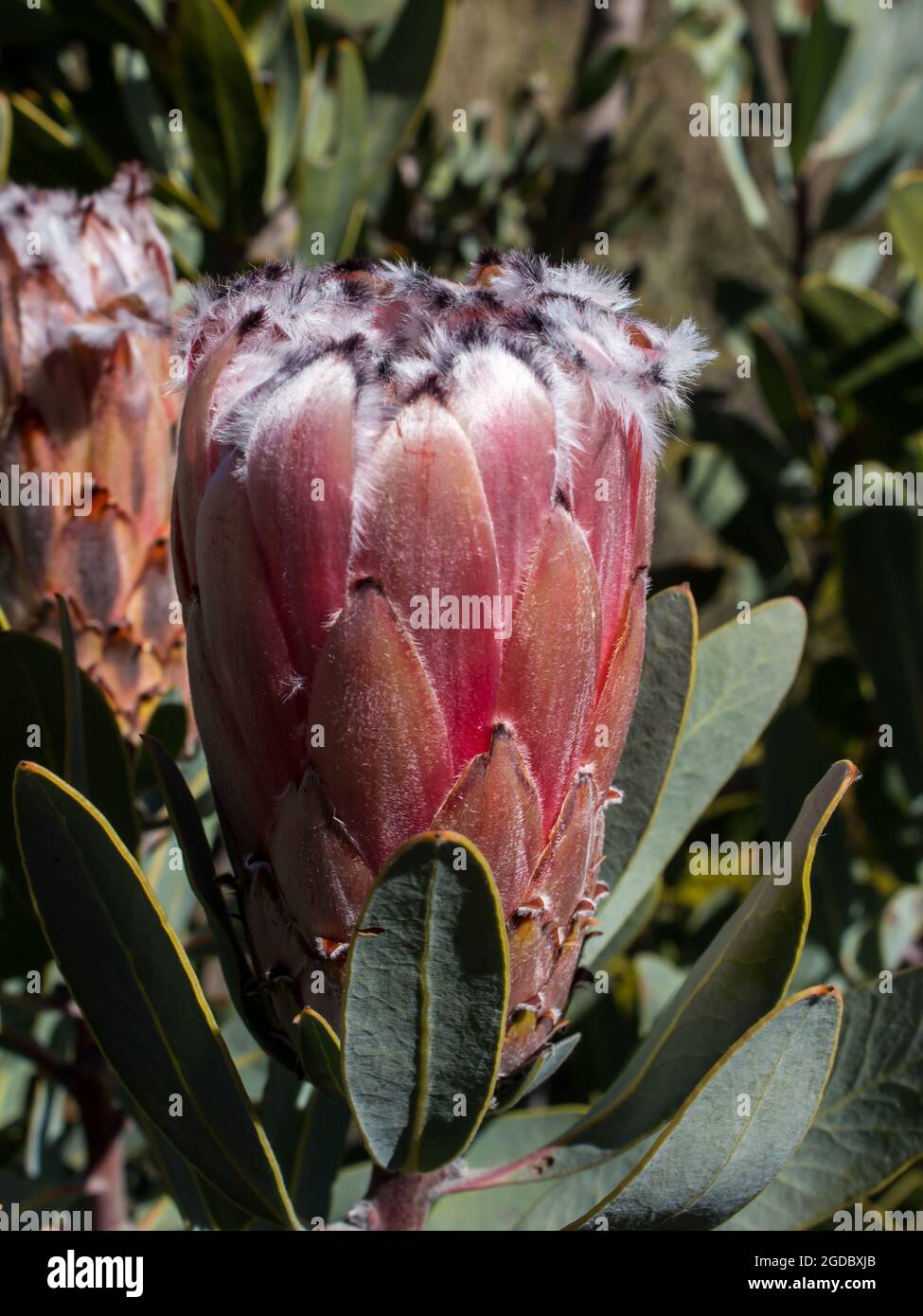 The large extravagant, pink flower of a brown-beard sugarbush, Protea speciosa, on the cliffs of the Cederberg Mountains, South Africa Stock Photo