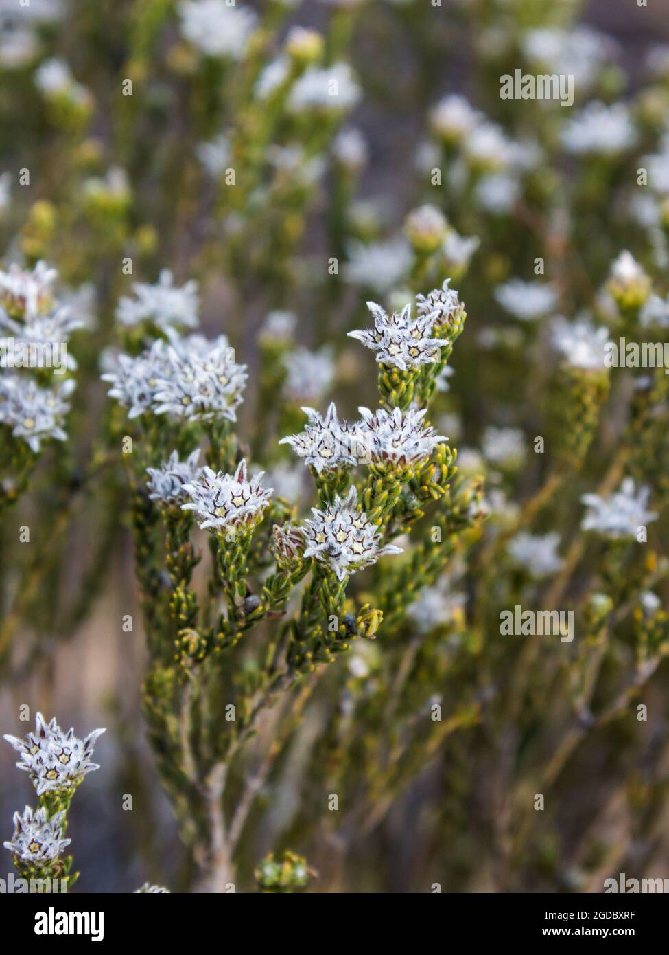 The strange hairy flowers of the Trichocephalus stipularis, commonly known as a Dogface, growing wild in the Cederberg Mountains, South Africa. Stock Photo