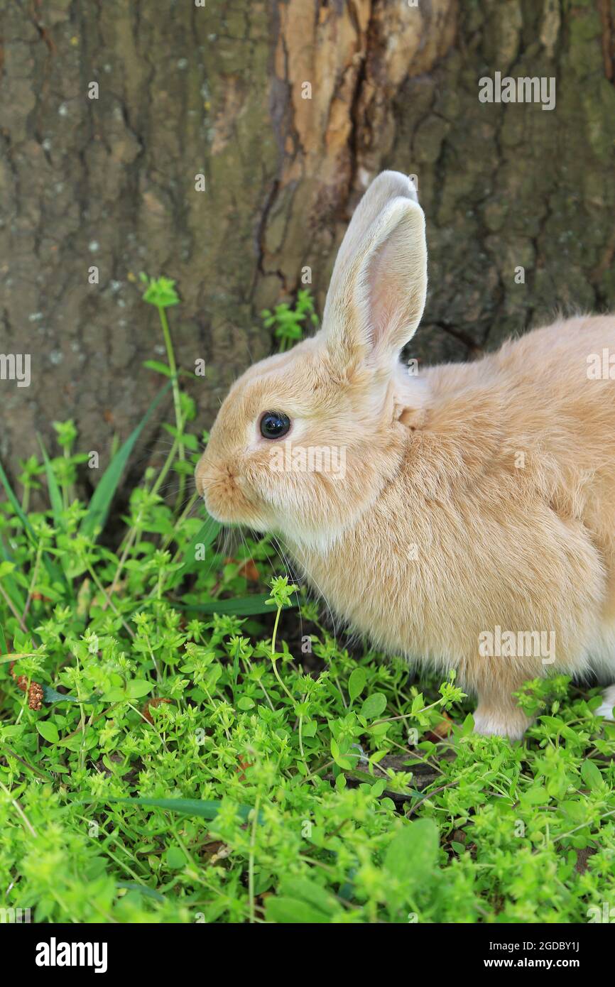 Cute rabbit, outdoors Stock Photo Alamy