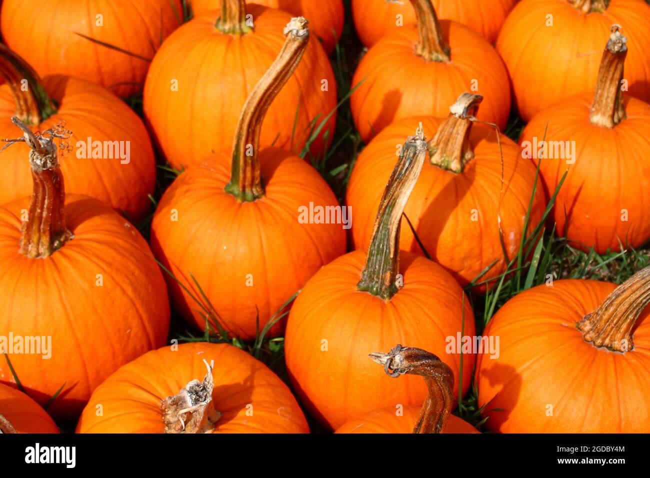 many halloween pumpkins in the garden Stock Photo - Alamy