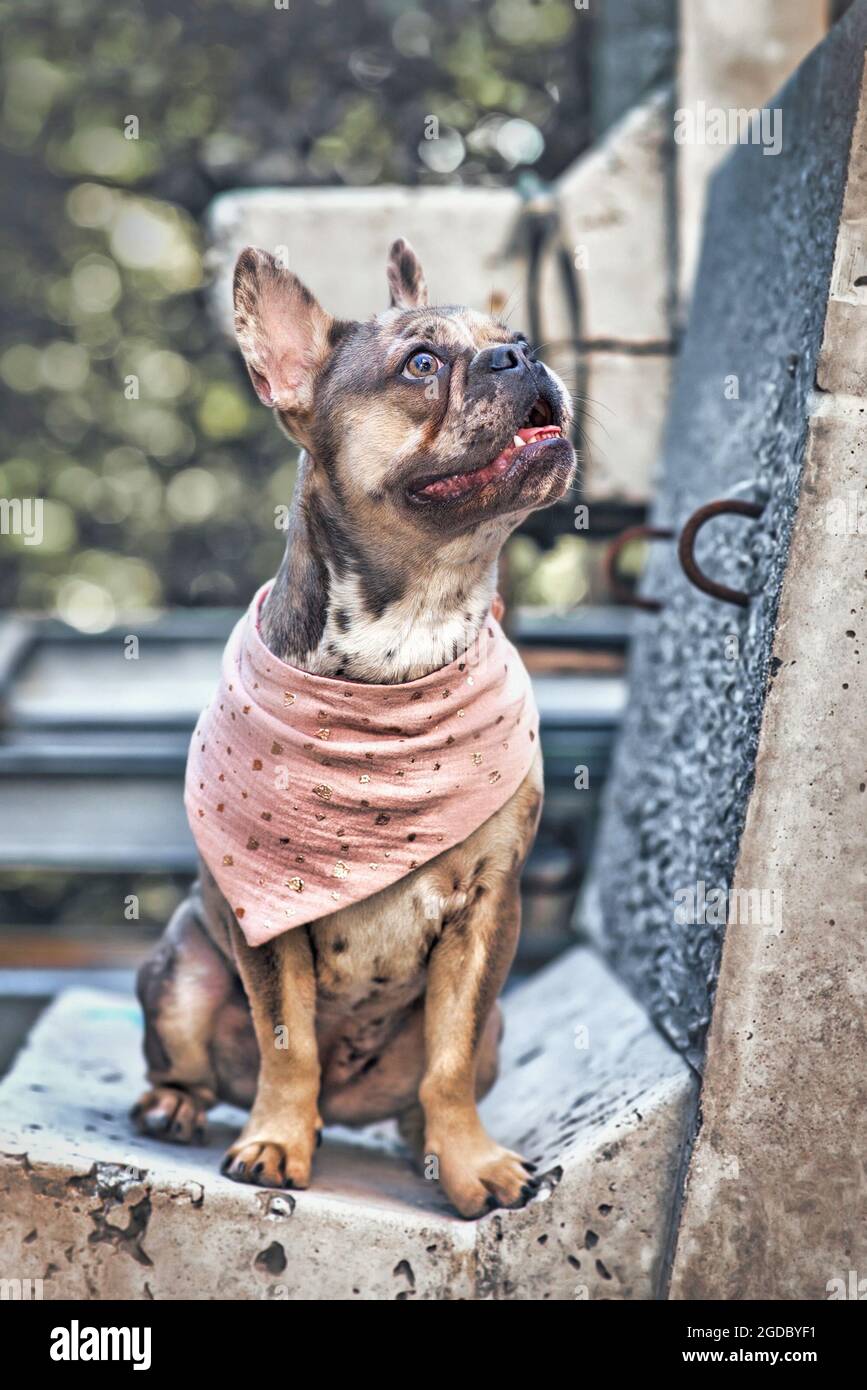 Merle colored French Bulldog dog wearing pink neckerchief Stock Photo