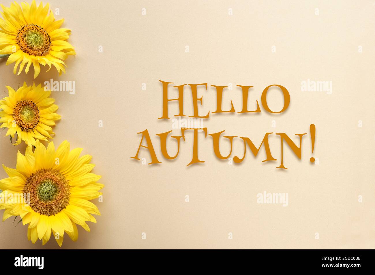 Hello Autumn, text with sunflowers on square flat lay. Beige, yellow paper background. Simple motivator for positive start of Autumn season. Stock Photo