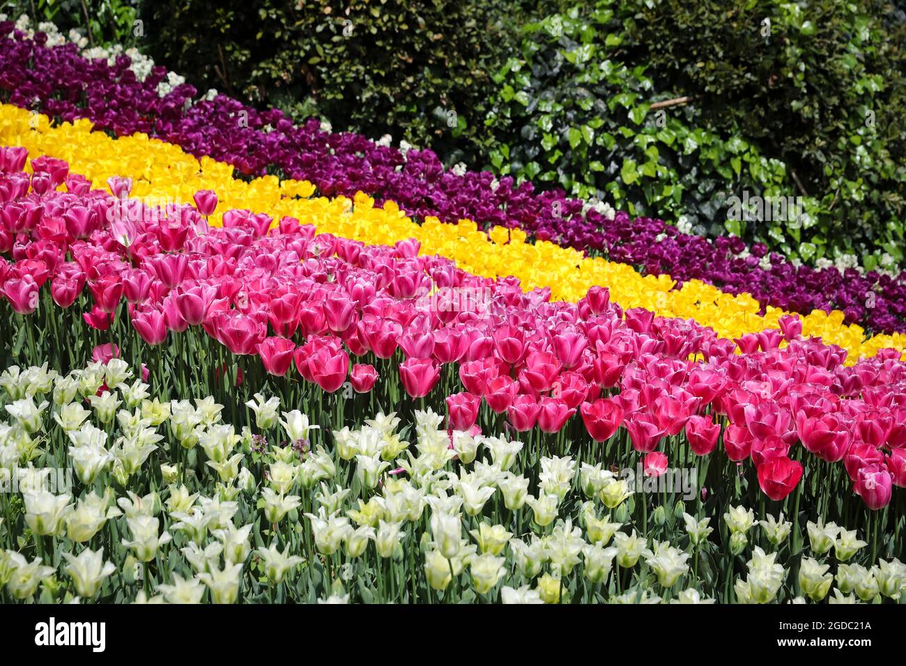 Beautiful and Colorful Tulips in Flower Garden Stock Photo - Alamy