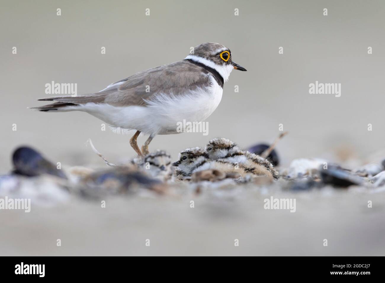 little ringed plover with his chick Stock Photo - Alamy