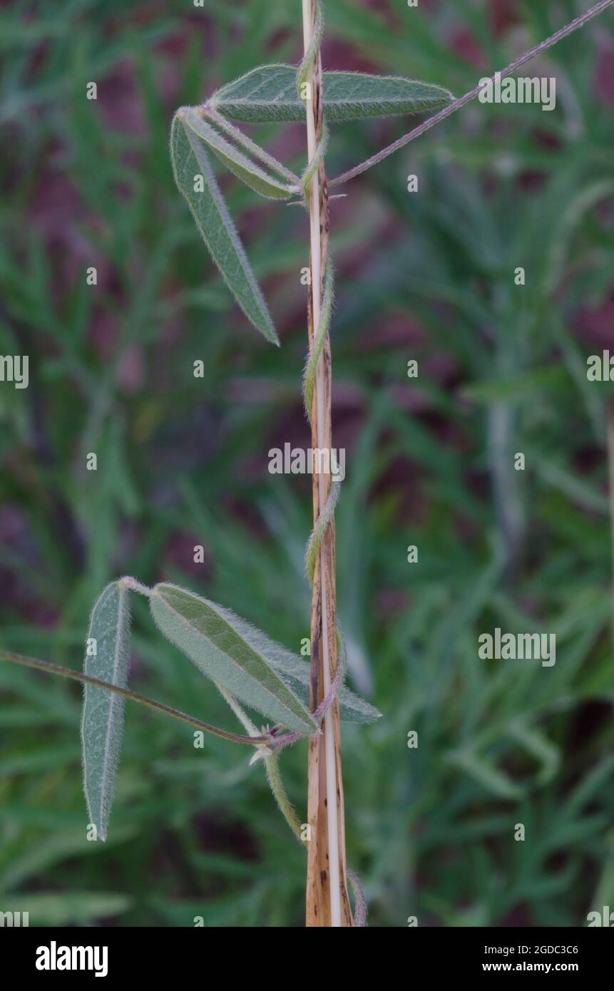 Slickseed Fuzzybean, Strophostyles leiosperma, leaves Stock Photo