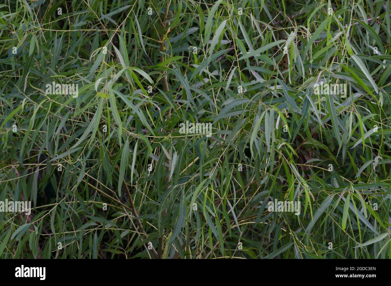 Black Willow, Salix nigra Stock Photo