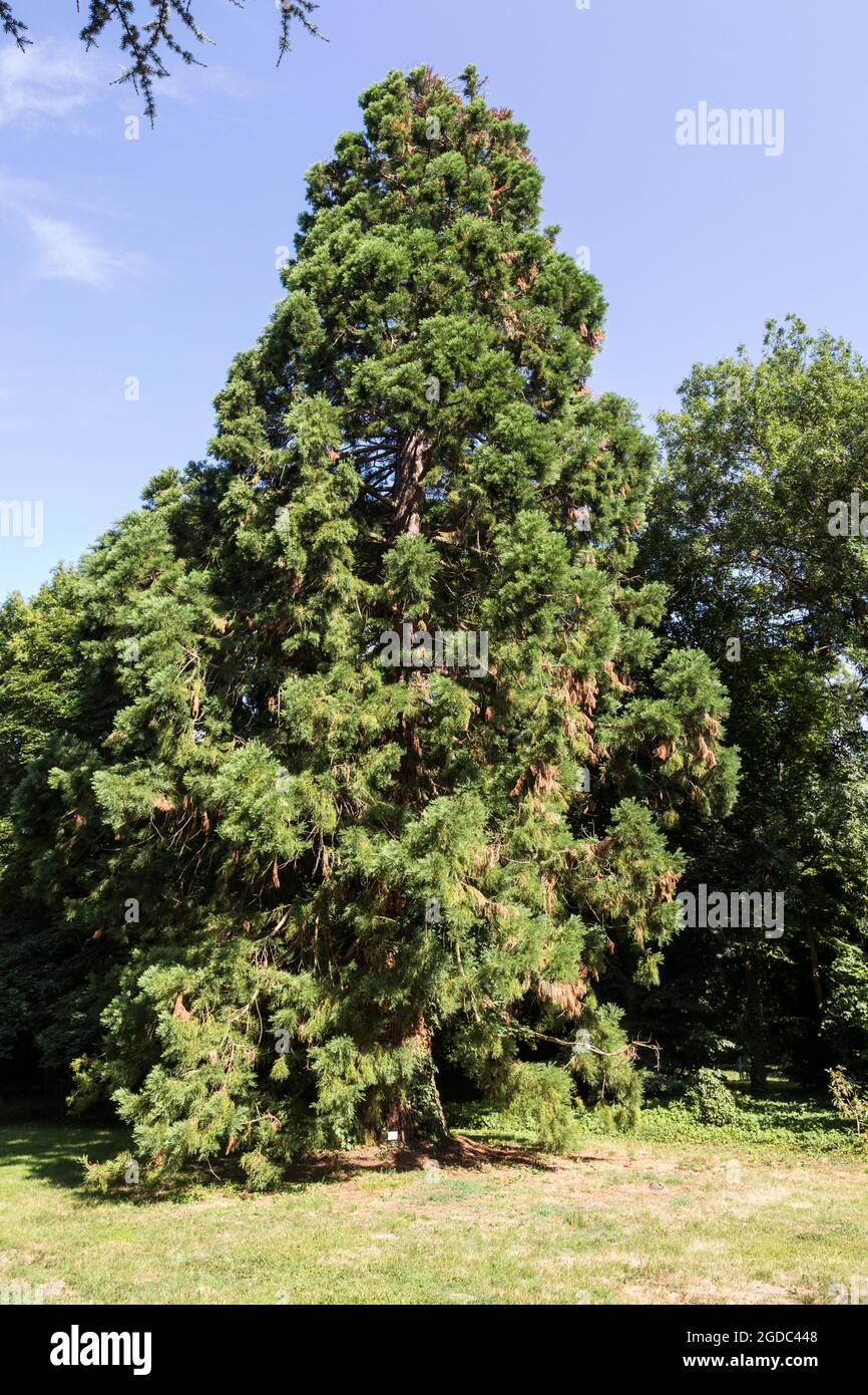 Giant redwood Sequoiadendron giganteum in Sarvar arboretum, Sarvar, Hungary Stock Photo