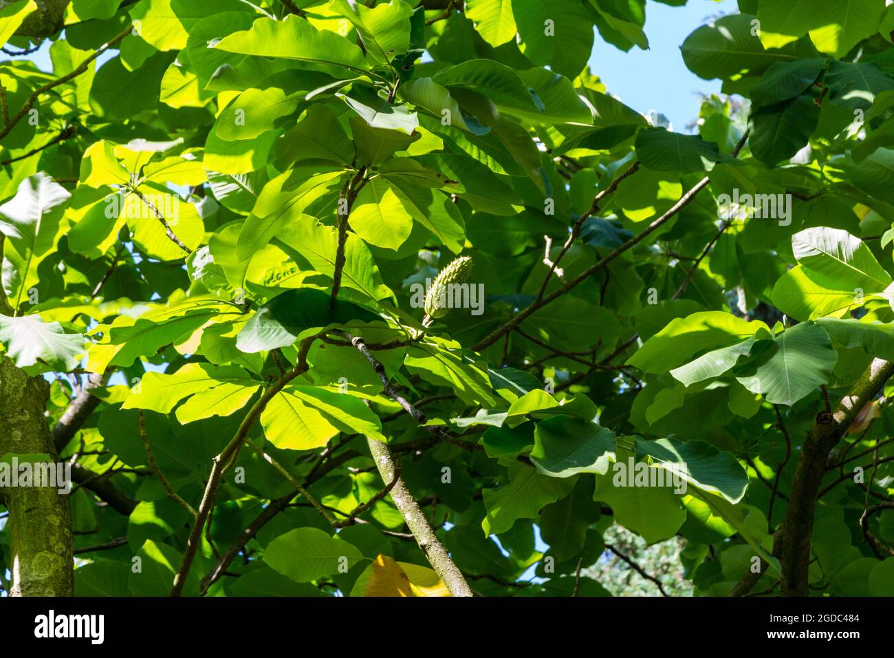 Cucumber tree hires stock photography and images Alamy