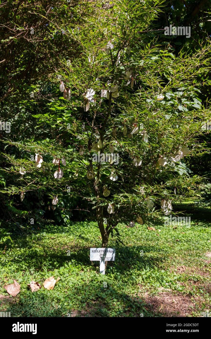 Tree of birth 2017 in Sarvar arboretum, Sarvar, Hungary Stock Photo - Alamy