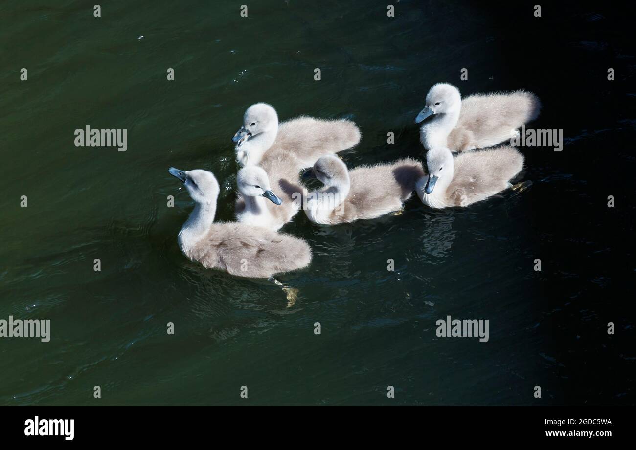 Group of Sygnets Stock Photo