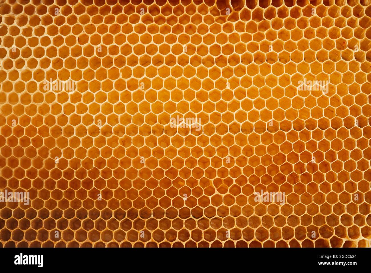 Background texture of a section of wax honeycomb from a bee hive filled with golden honey Stock Photo