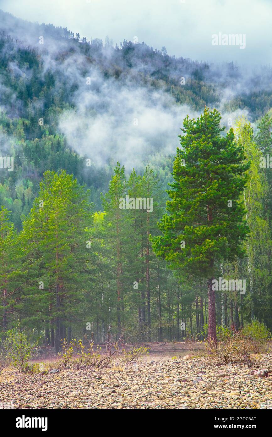 Norwegian landscape, view on Tinnsjo forest Stock Photo