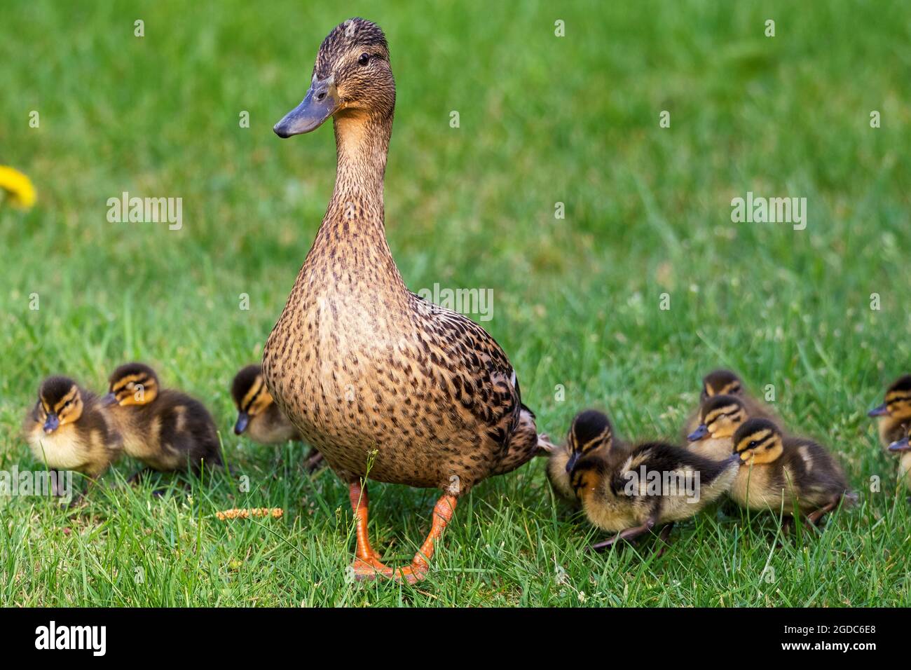 Duck And Their Babies