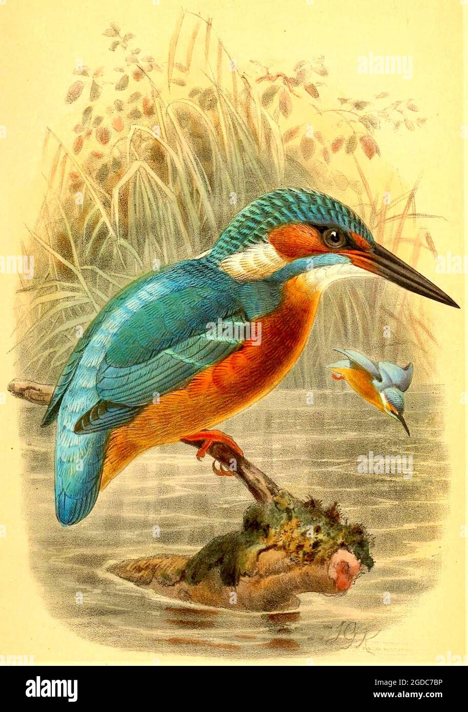John Gerrard Keulemans (Johannes Gerardus Keulemans) - Vintage British bird illustration - Common Kingfisher - Alcedo ispida Stock Photo