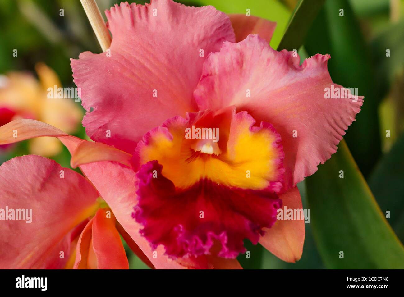 Blc George King orchid flower with center focus and rest of image blurred Stock Photo