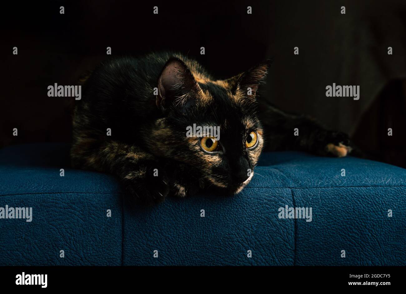 A black cat with red spots lies on a blue sofa Stock Photo