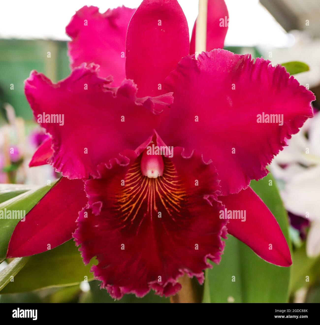 Blc Chia Lin orchid flower with center focus and rest of image blurred Stock Photo