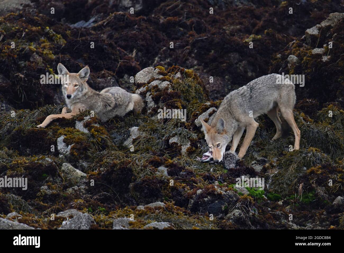 Pacific Grove, California, USA. 12th Aug, 2021. Bush Wolves with raccoon kill. (Credit Image: © Rory Merry/ZUMA Press Wire) Stock Photo