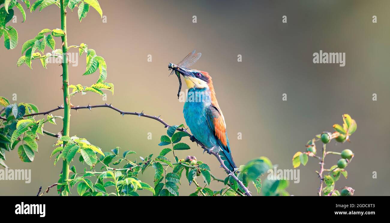 European bee-eater is sitting on a branch and has a dragonfly caught in its beak., the best photo. Stock Photo