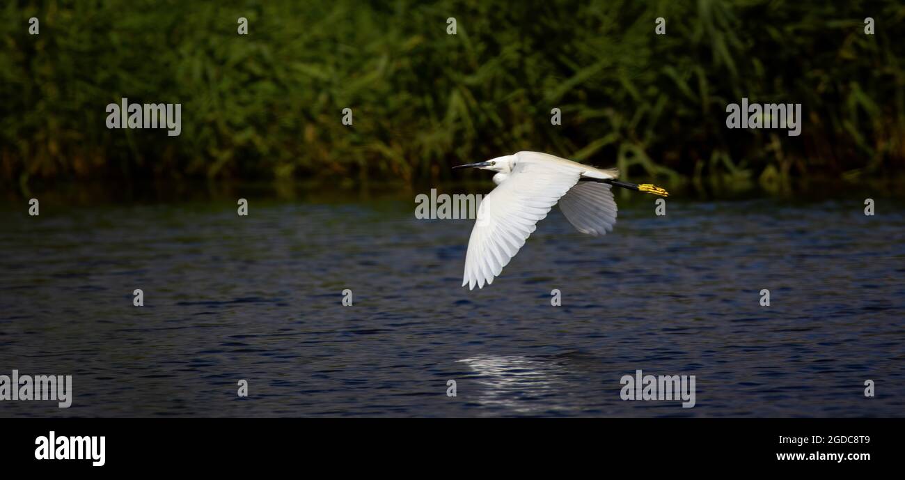 Egretta garzetta flies over the water and looking for food, the best photo. Stock Photo