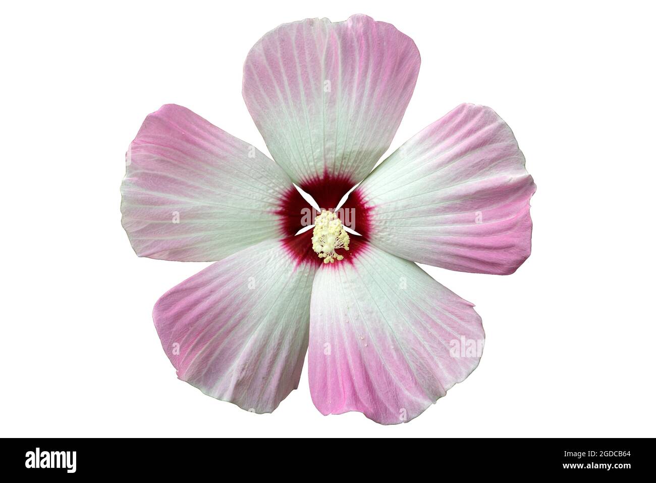 Hibiscus moscheutos white-pink rose mallow flower isolated on white. Stock Photo