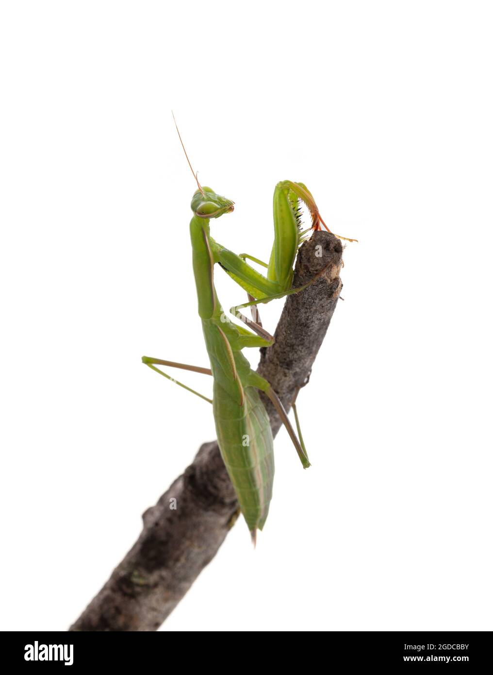Juvenile praying mantis (Mantis religiosa) on a white background Stock