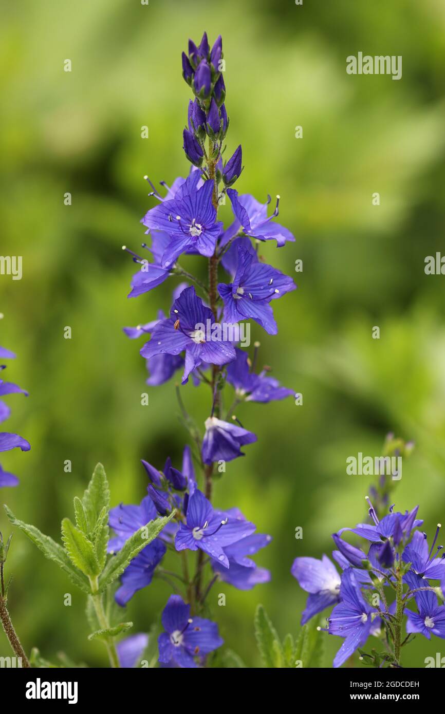Blue Austrian speedwell, Veronica austriaca subspecies teucrium variety Blue Fountain, flowers with a blurred background of leaves. Stock Photo