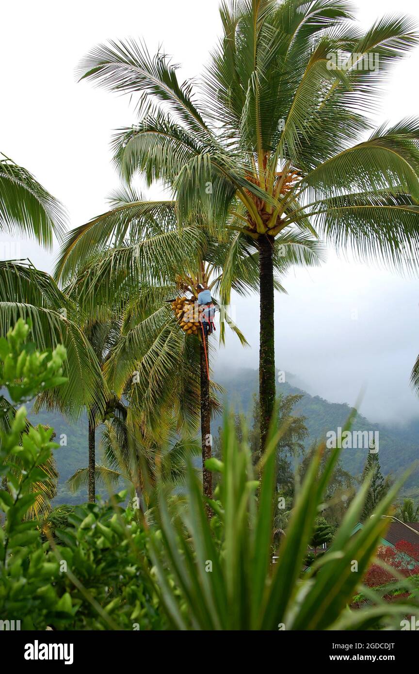Worker climbs coconut tree to trim palm fronds and remove dangerous