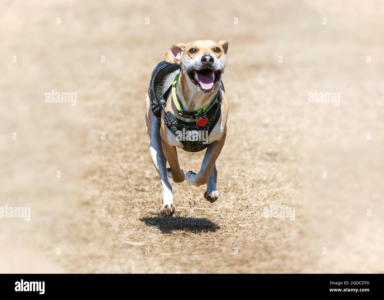 A beagle mixed breed runs through the grass quickly towards the camera.  Copy space. Stock Photo