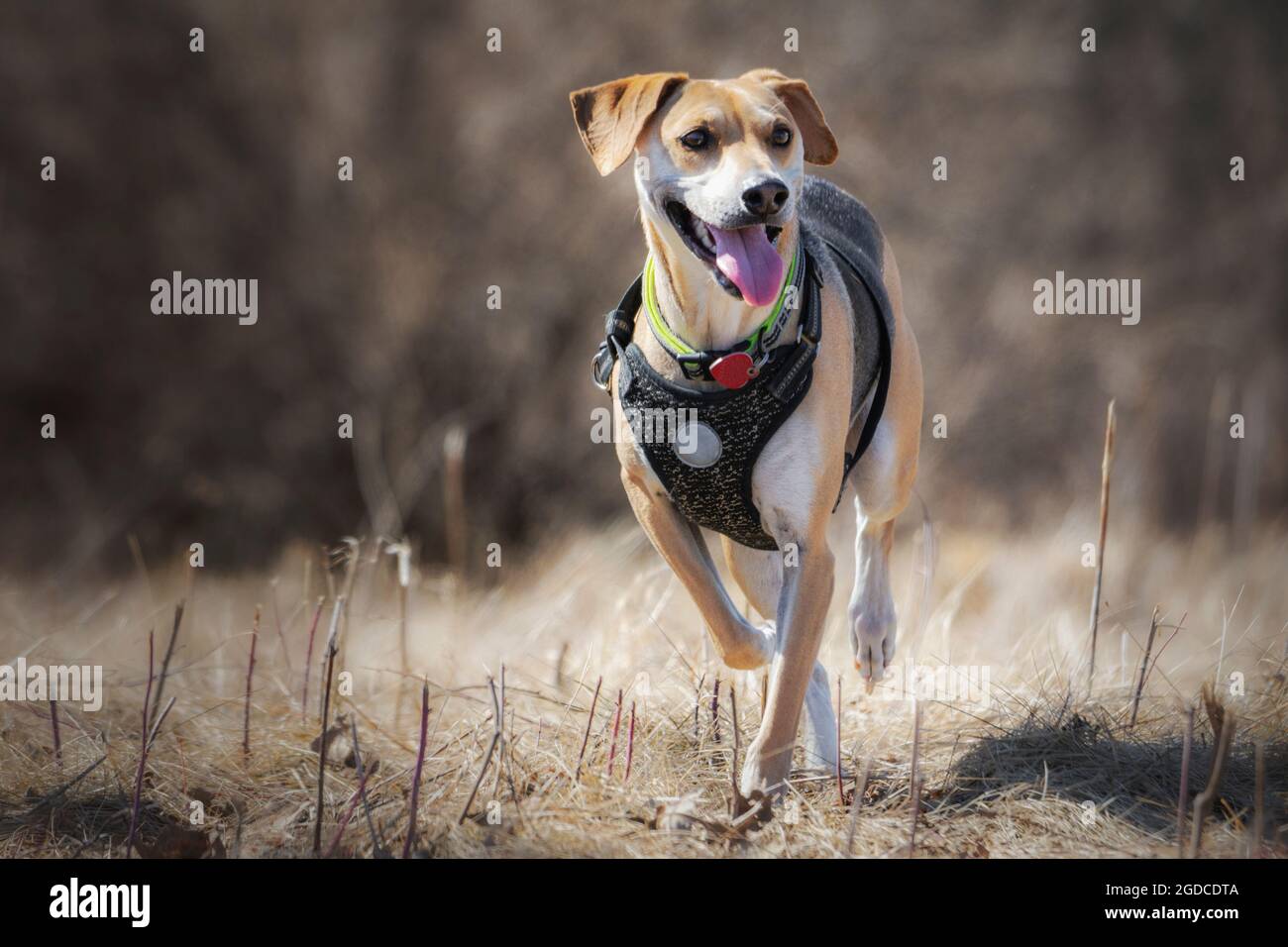 A beagle mixed bred trots through the dead grass of early spring. Stock Photo