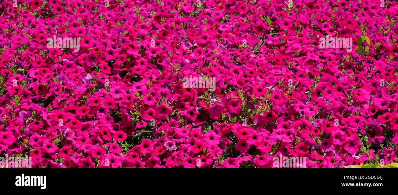 Background image is filled with brilliant pink Petunias. Stock Photo