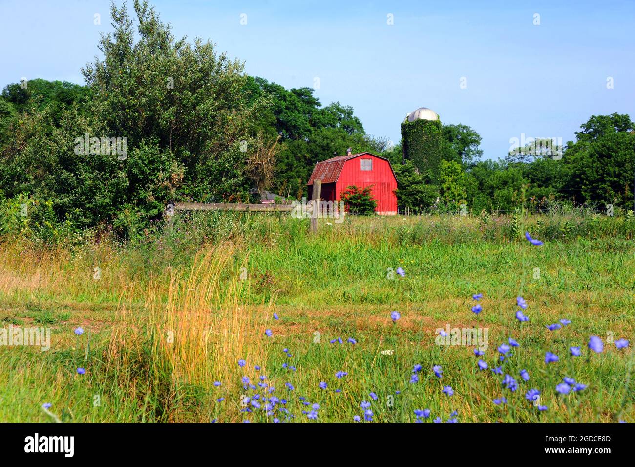 Rustic red barn with rusting roof, sits besides a silo overgrown with ...